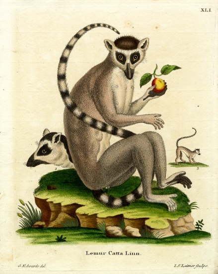 Ring-tailed Lemur van German School, (19th century)
