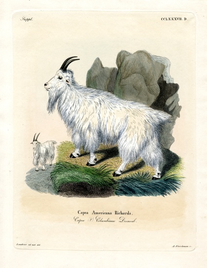 Rocky Mountain Goat van German School, (19th century)