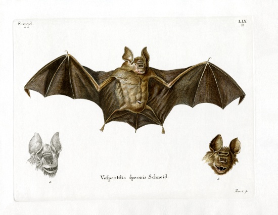 Schneider's Leaf-nosed Bat van German School, (19th century)