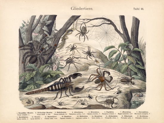 Scorpions and Spiders, c.1860 van German School, (19th century)