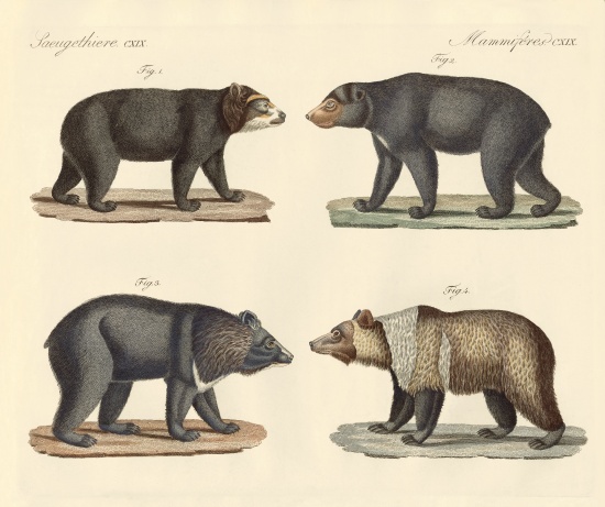 Several bears found van German School, (19th century)