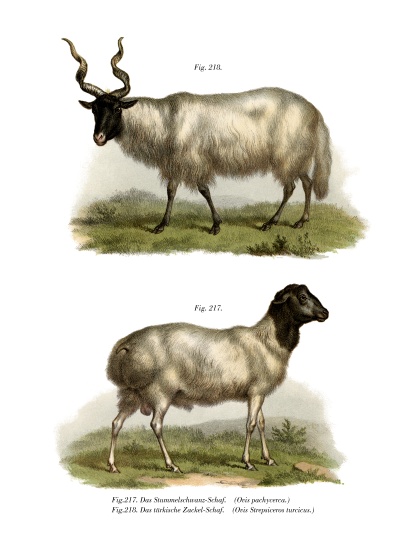 Sheep van German School, (19th century)