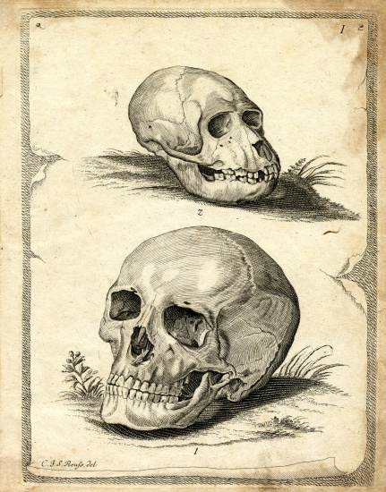Skulls van German School, (19th century)