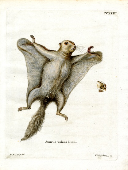 Southern Flying Squirrel van German School, (19th century)