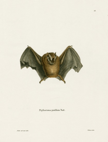 Southern Little Yellow-eared Bat van German School, (19th century)