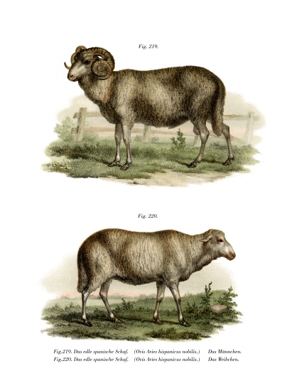Spanish Sheep van German School, (19th century)