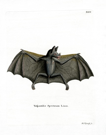 Spectral Bat van German School, (19th century)