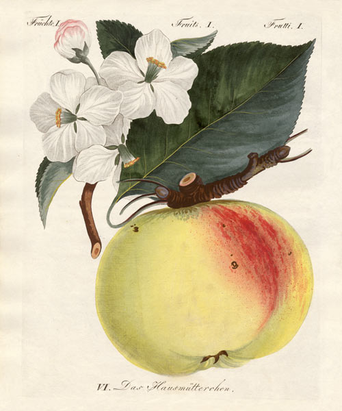 Strange fruits van German School, (19th century)