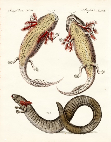 Strange amphibians van German School, (19th century)