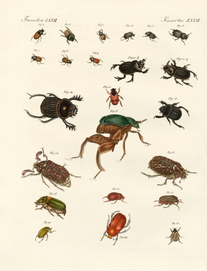 Strange beetles van German School, (19th century)