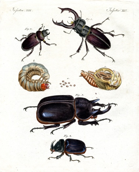 Strange beetles van German School, (19th century)