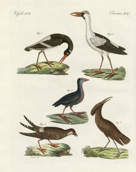 Strange marsh-birds van German School, (19th century)