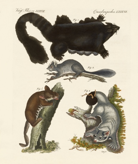 Strange marsupials van German School, (19th century)