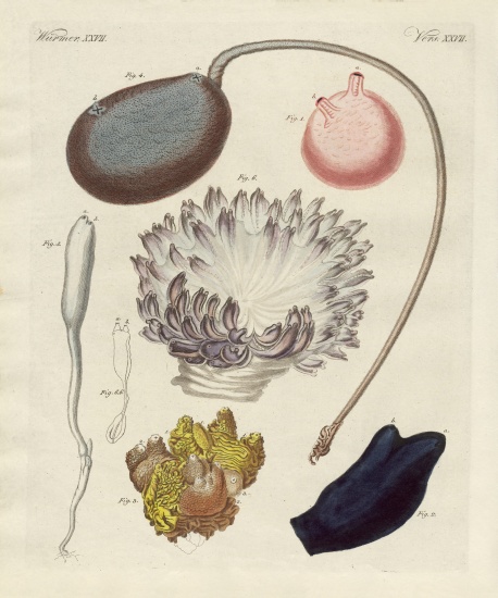 Strange molluscs van German School, (19th century)