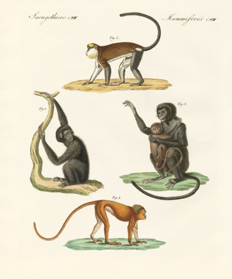 Strange monkeys van German School, (19th century)