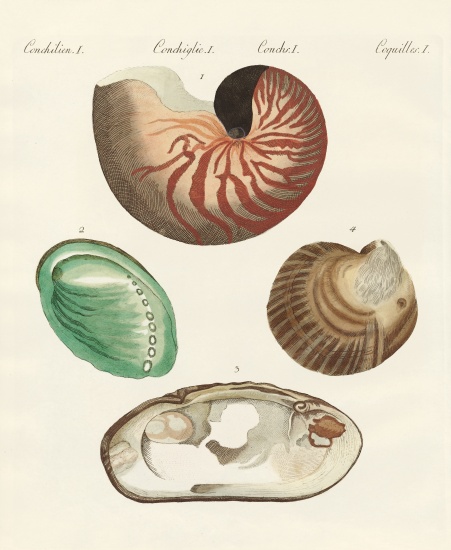 Strange snails and clams van German School, (19th century)