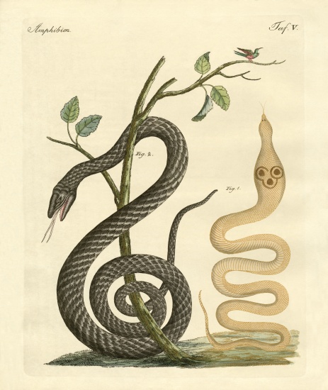 Strange snake van German School, (19th century)