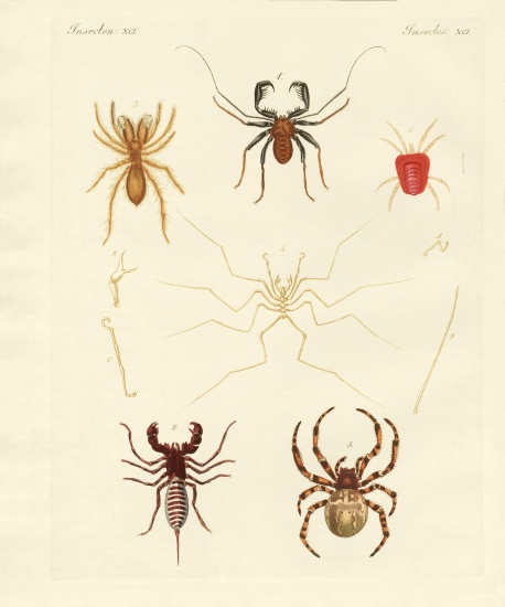 Strange spiders van German School, (19th century)
