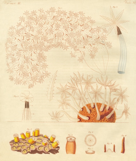 Strange worms, zoophytes van German School, (19th century)