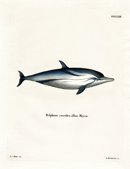 Striped Dolphin van German School, (19th century)