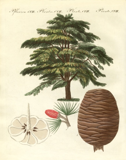 The cedar from Lebanon van German School, (19th century)