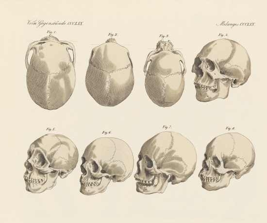 The cranial of the five human races van German School, (19th century)