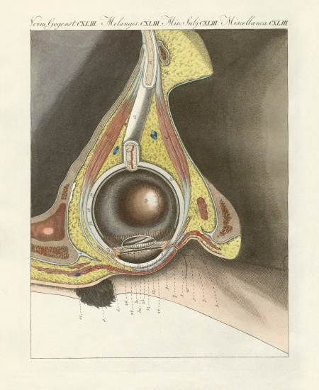 The facial organ illustrated through the human eye van German School, (19th century)