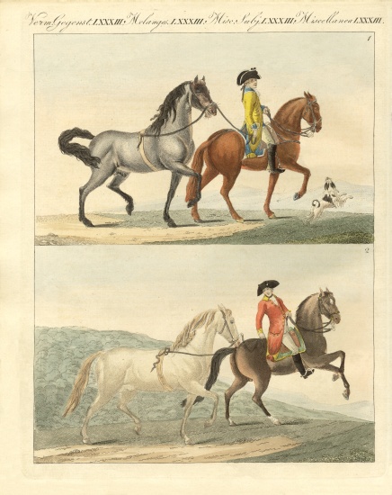The horse with its different kinds van German School, (19th century)