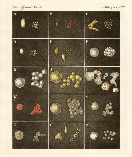 The pollen or pollen of plants van German School, (19th century)