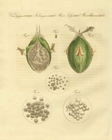 The ustilaginomycotina of the wheat van German School, (19th century)