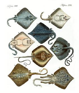 Different kinds of rays