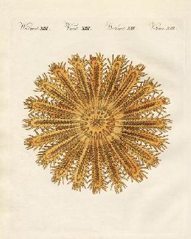 The see urchin-shaped starfish