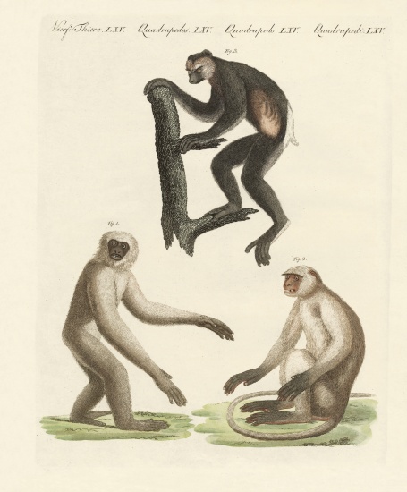 Three kinds of monkeys van German School, (19th century)
