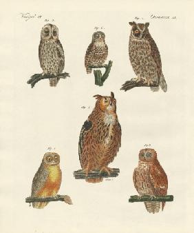 Various kinds of owls