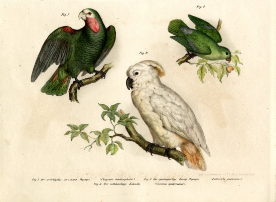 White-headed Parrot van German School, (19th century)