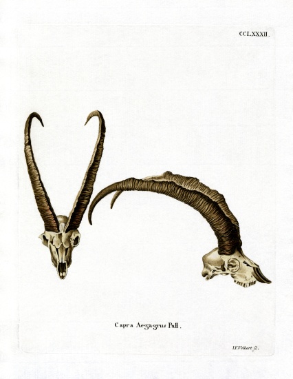 Wild Goat Horns van German School, (19th century)