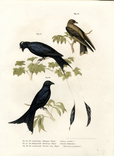 Wood Swallow van German School, (19th century)