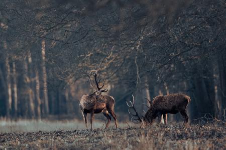 Antlers grazing together