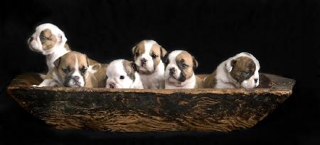 A bunch of English Bulldog puppies.