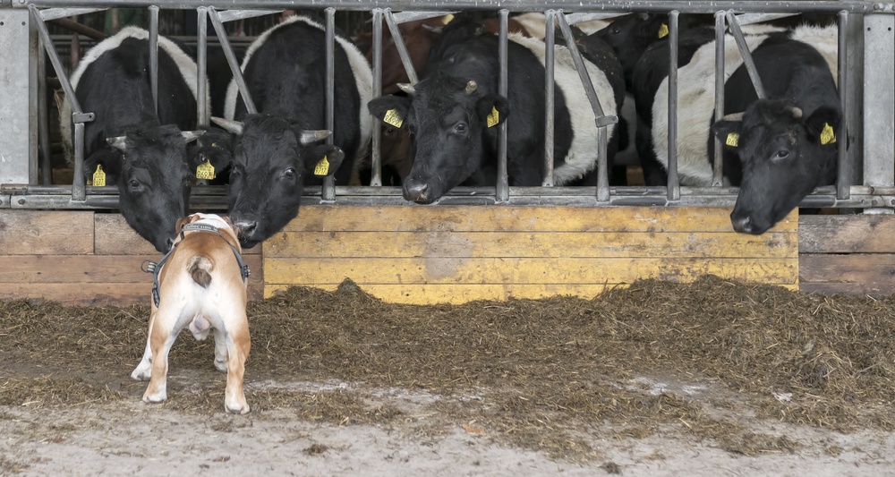 Listen up, cows! van Gert van den Bosch