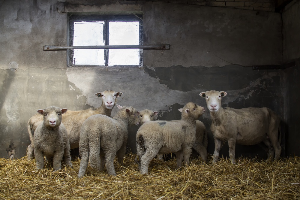 Sheep-ish van Gert van den Bosch