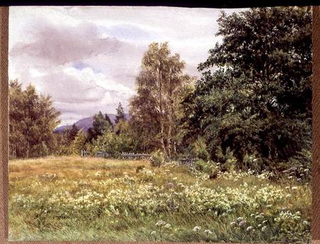 Meadow-sweet near Polchar, Aviemore, Scotland van Gertrude Martineau