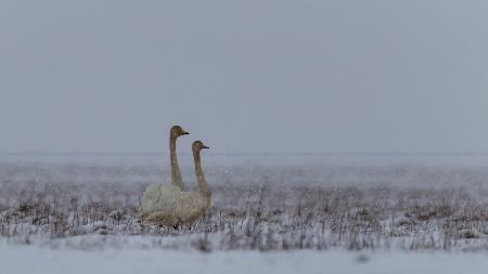 Couple of swans under the snow