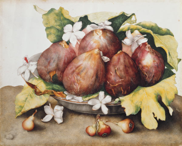 Figs on Leaves van Giovanna Garzoni