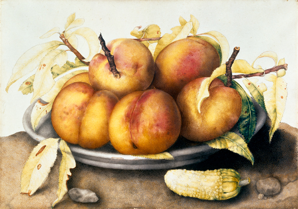 G.Garzoni / Plate of peaches. van Giovanna Garzoni