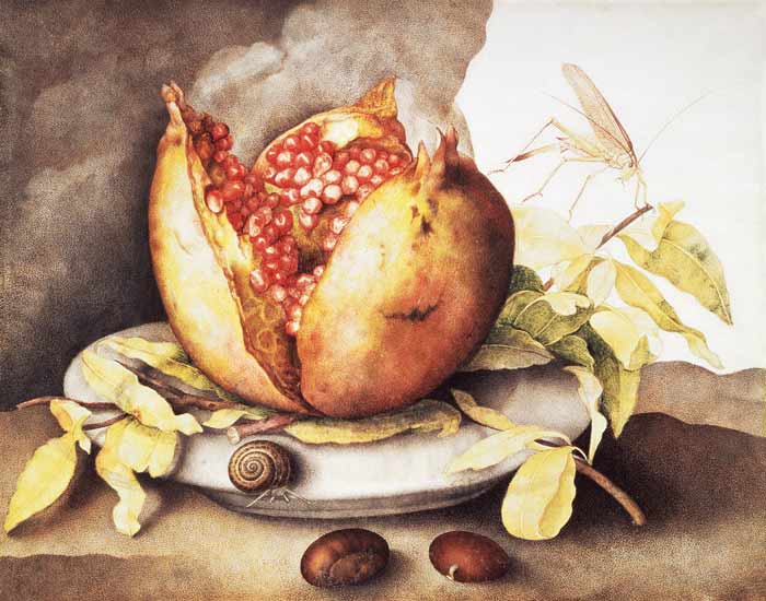 Pomegranate with Chestnuts van Giovanna Garzoni