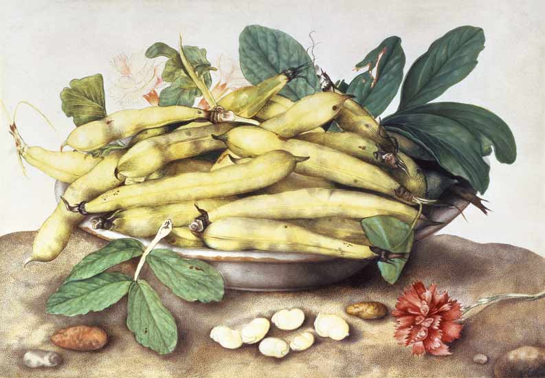 Still Life with Broad Bean Pods (w/c on parchment) van Giovanna Garzoni