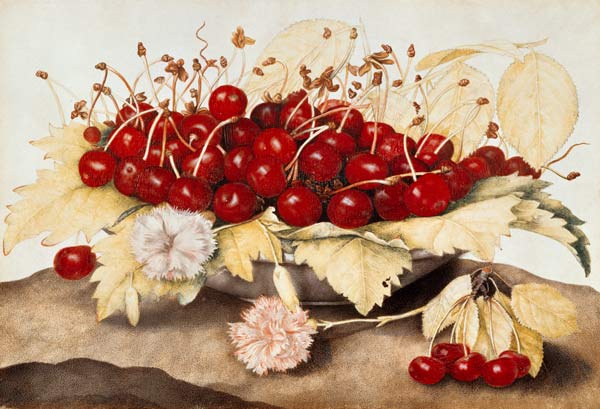 G.Garzoni / Cherries and carnations. van Giovanna Garzoni