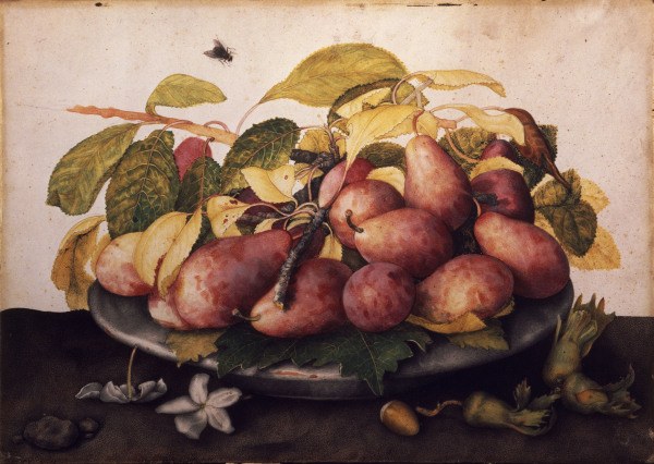 Dish with plums & hazelnuts / Garzoni van Giovanna Garzoni