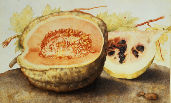 G.Garzoni, Melone und Granatapfel van Giovanna Garzoni
